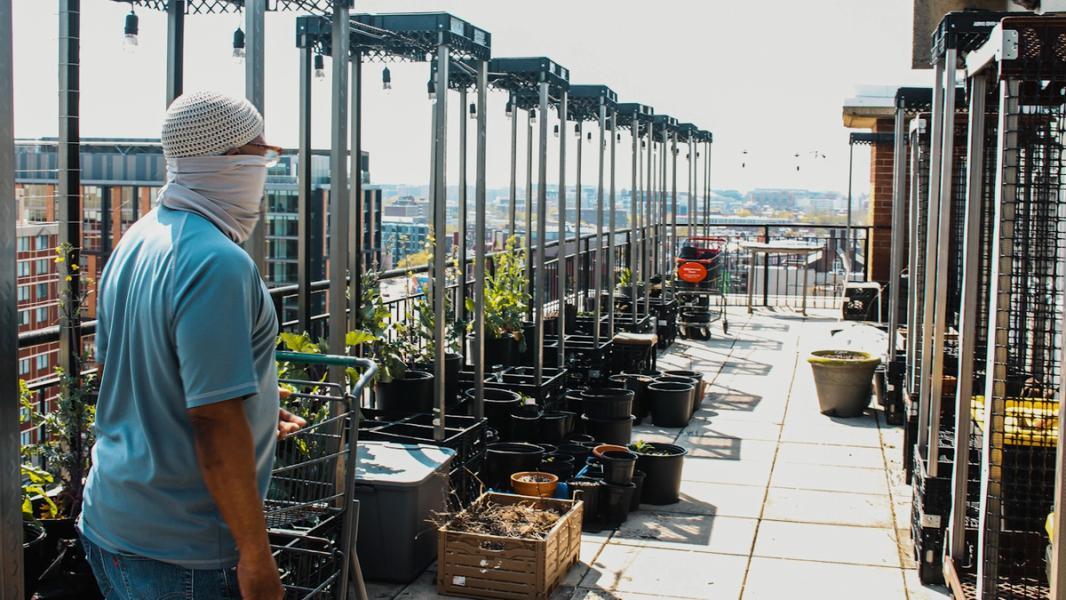 rooftop garden