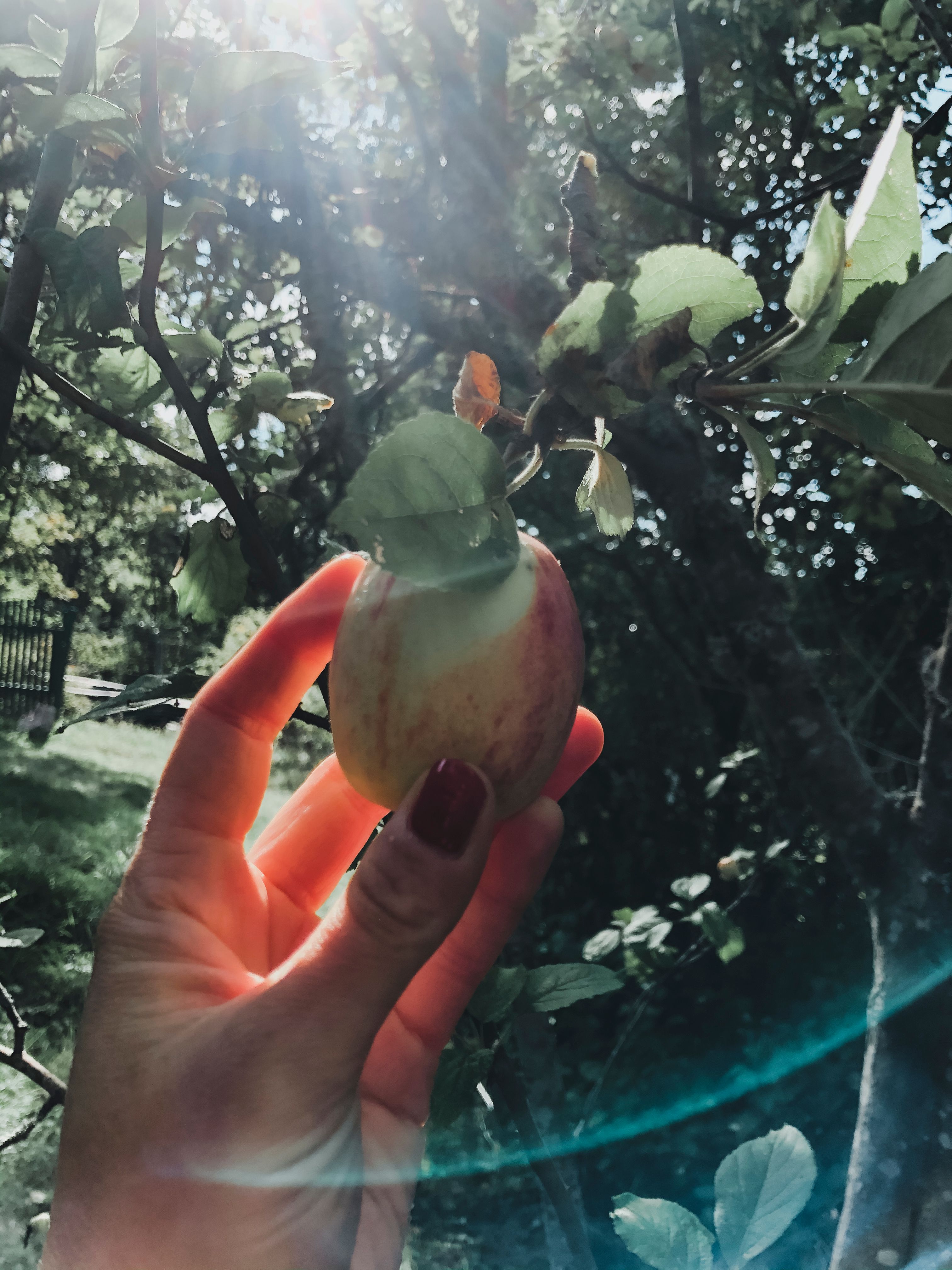 apple with sun & tree in background