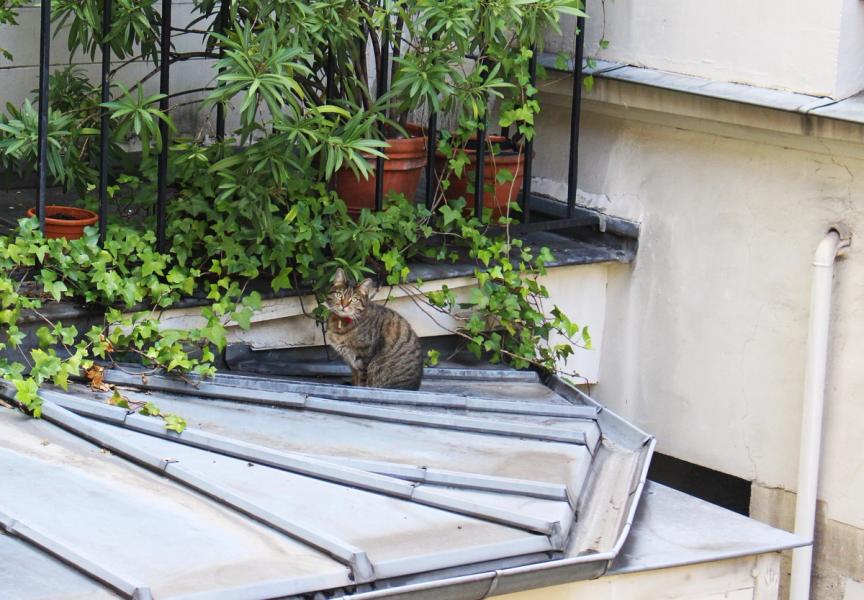 cat on a cool tin roof