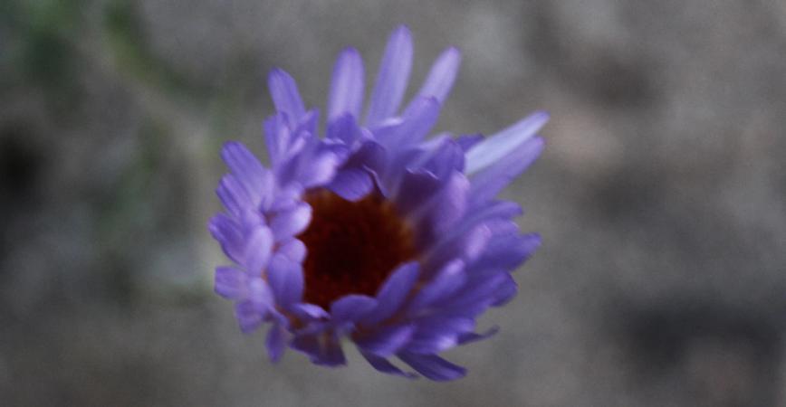 purple desert flower