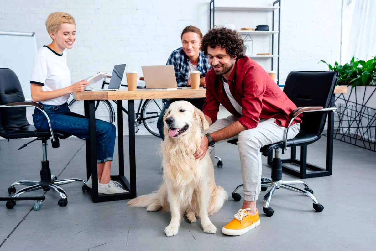 un salarié emmène son chien Golden Retriever au bureau 