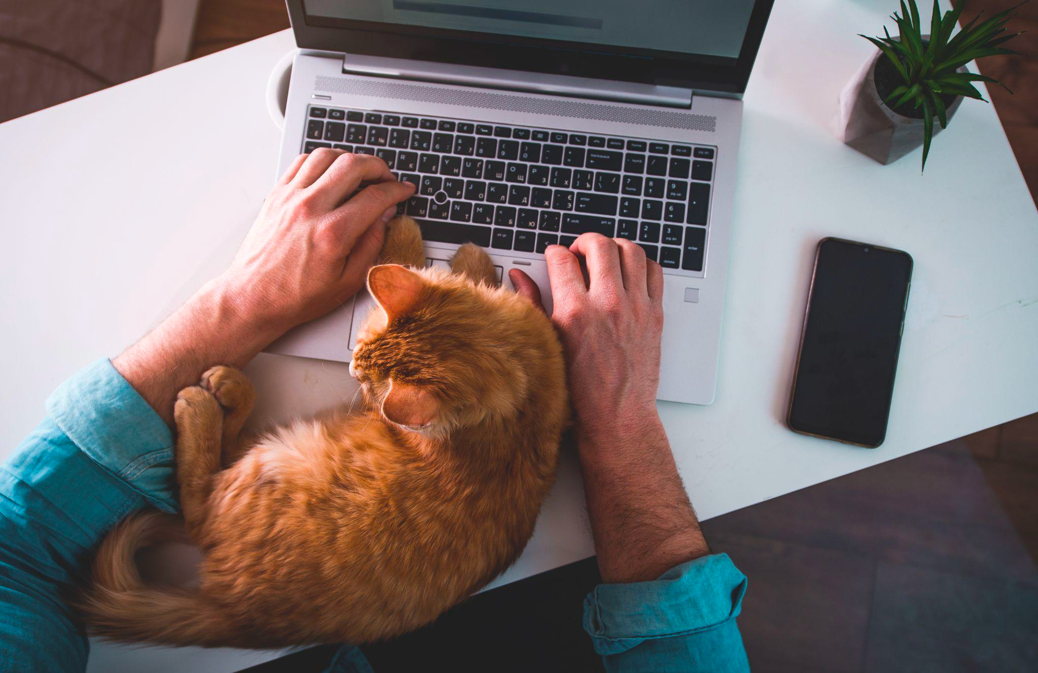 Un chat allongé sur un clavier d’ordinateur au bureau, politique pet-friendly