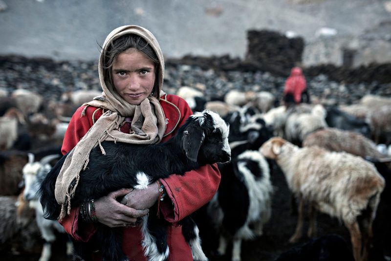 Una bambina wakhi avvolta in uno scialle beige tiene stretto contro il petto un capretto bianco e nero. Indossa una veste rossa e un bracciale di perline. Sullo sfondo, un gregge di capre e pecore e una figura in rosso scuro.