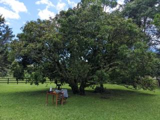 Big tree on a meadow