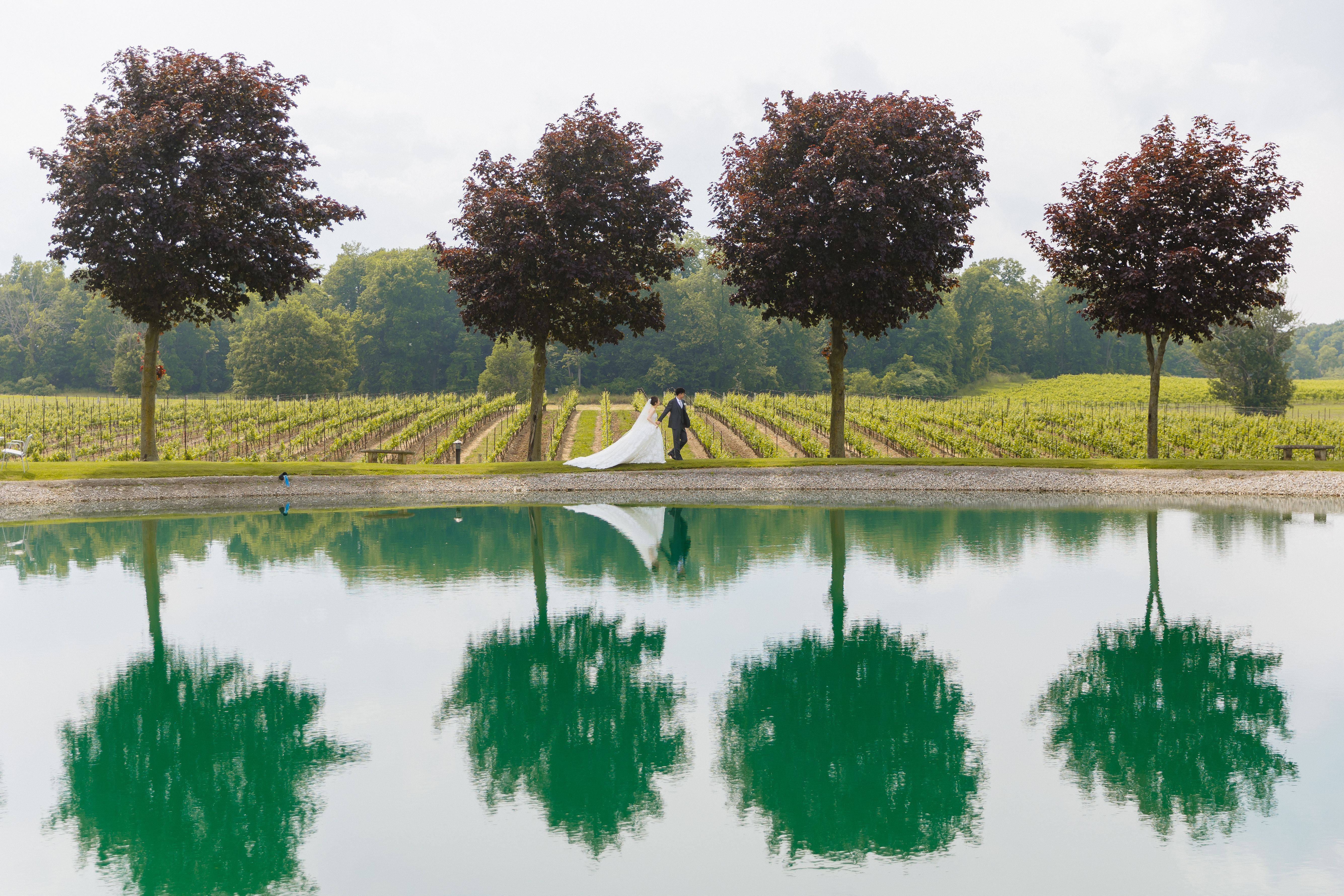 A bride and groom beside the pond at Lincoln Estates, with burgundy trees reflected in the water and vineyard rows behind them.