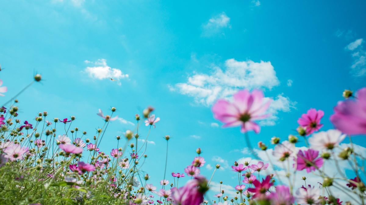 Rosa blomster i eng som spirer mot blå himmel. Illustrasjonsbilde tatt av Chi Liu fra Unsplash