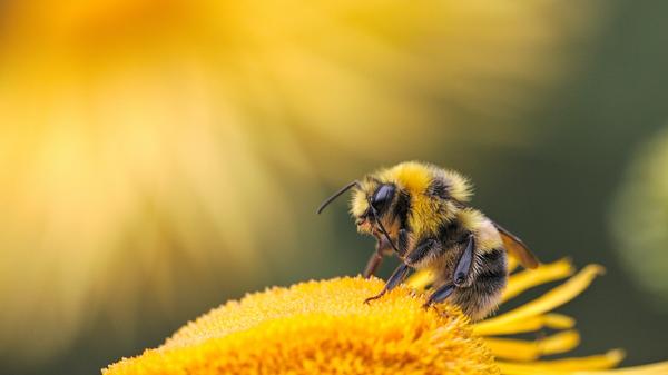 Illustrasjonsbilde av en bie på en gul blomst tatt av Dmitry Grigoriev fra Unsplash
