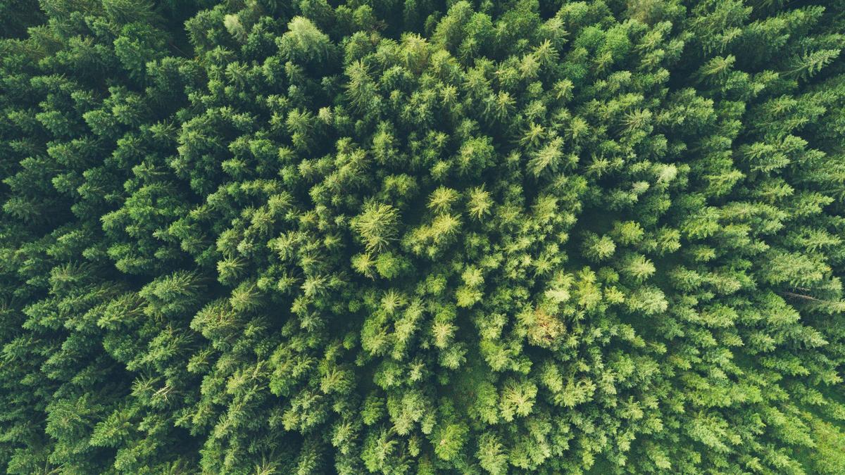 Illustrasjonsbilde av skog tatt av John O'Nolan fra Unsplash