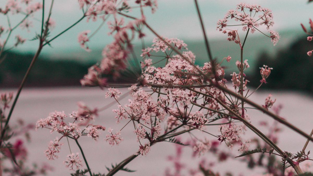 Rosa blomster med natur i bakgrunnen. Illustrasjonsbilde tatt av Ryan Booth fra Unsplash