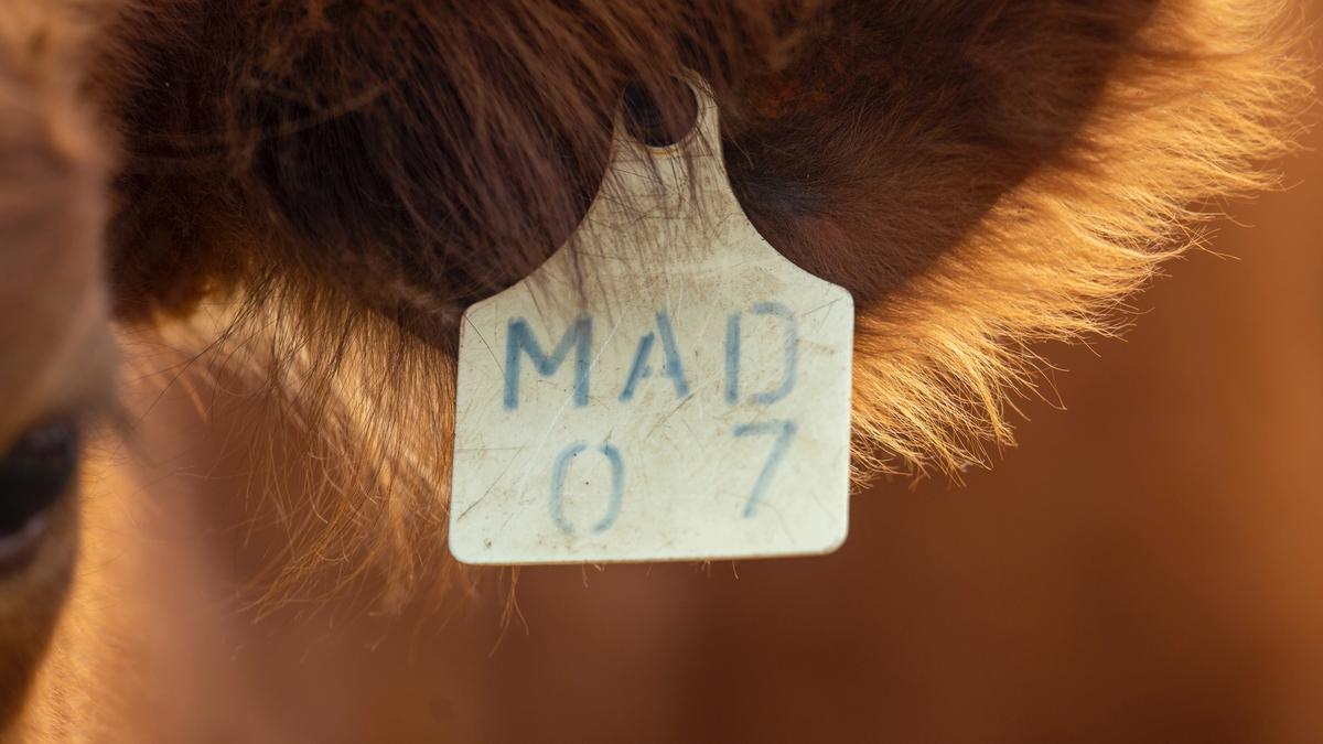 en merkelapp på øret til en ku