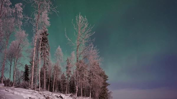 Illustrasjonsbilde av en snødekt skog med nordlys over tatt av Vincent Guth fra Unsplash