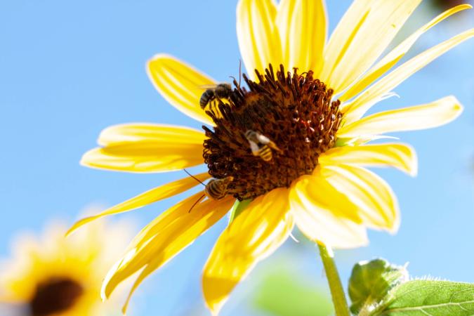 Illustrasjonsbilde av flere bier på en gul blomster tatt av Gabriel Griego fra Unsplash