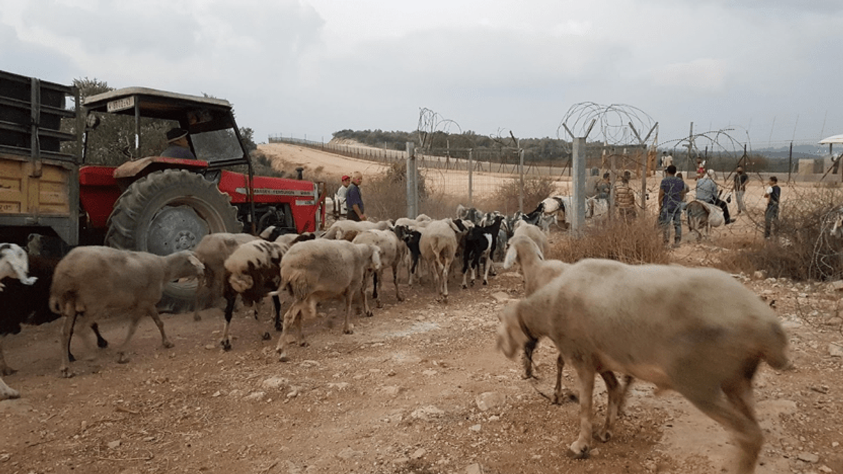 Bilder av kyr, pigg gjerder og en rød traktor. Bilde tatt av Aurora i Palestina.