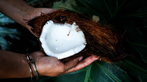Hender som holder en åpnet kokosnøtt med en bakgrunn av grønne balder