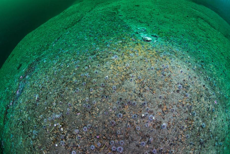 Undervannsbilde av en stor naken stein overstrødd med utallige kråkeboller.