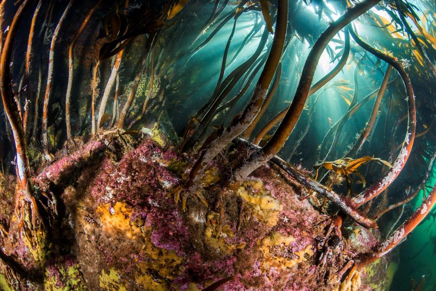 Undervannsbilde av "trollsk" tareskog