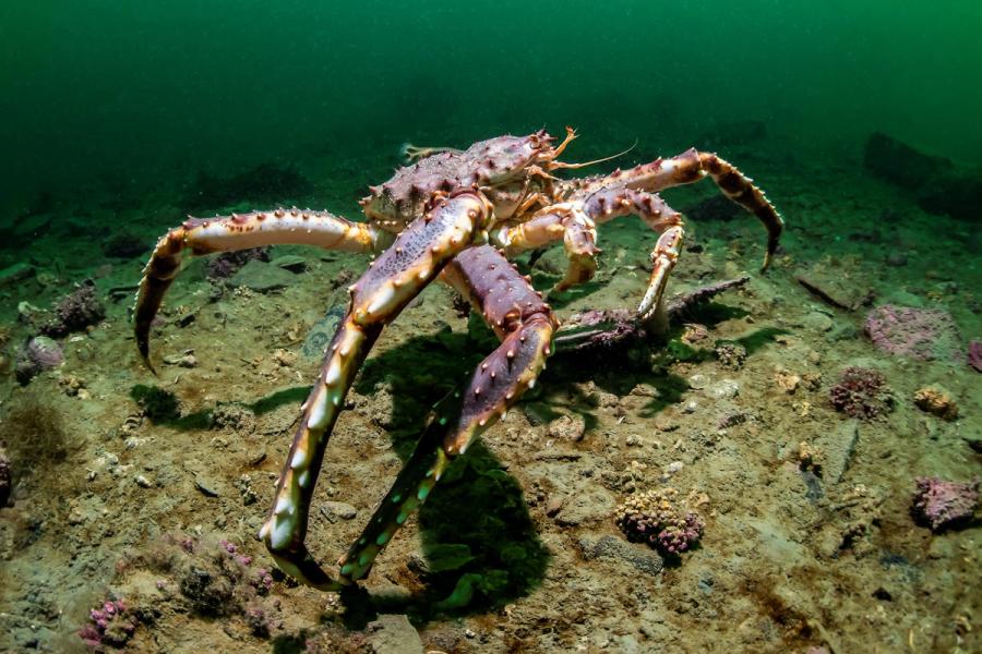 Undervannsbilde av en stor krabbe som går på bunnen med lange bein 