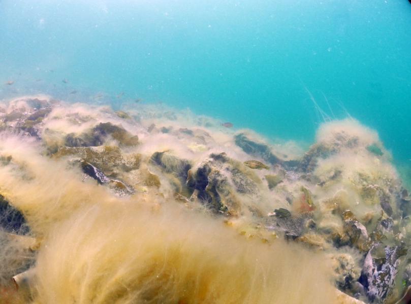 Undervannsbilde av tare som er overgodd med trådformige alger