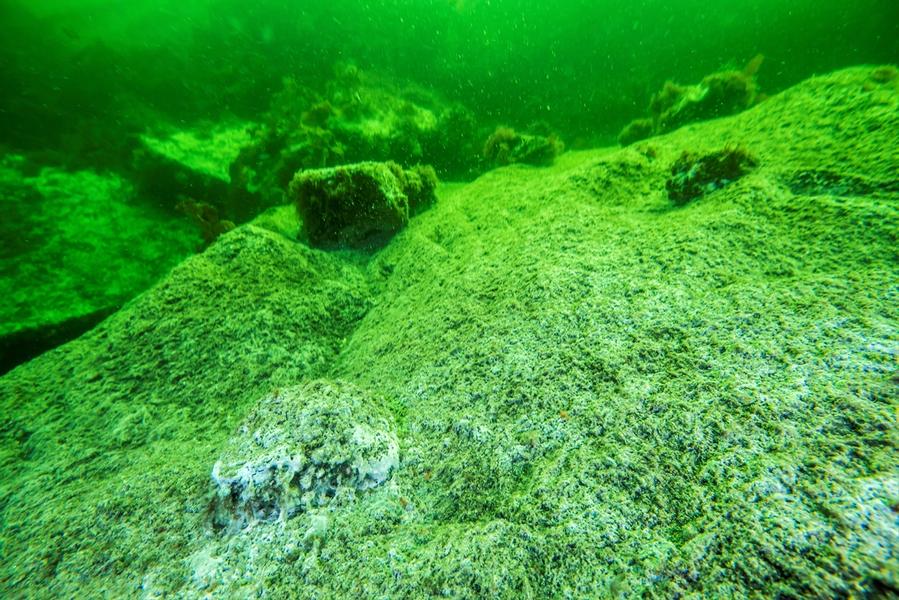 Undervannsbilde med dårlig sikt og bunnmiljø med lite dyreliv.