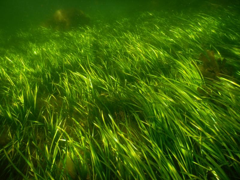 Undervannsbilde av ålegraseng sett ovenfra som grønne gresslignenede blad