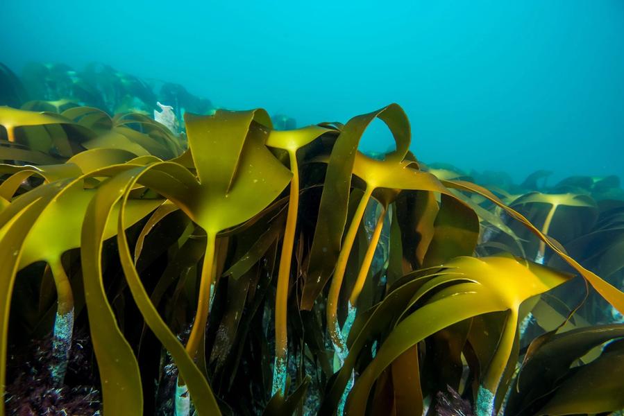 Undervannsbilde av blader av stortare