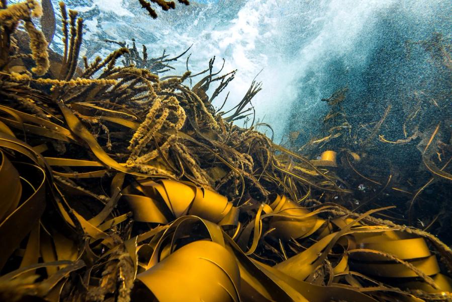 Undervannsbilde av tareskog med bølger og strøm