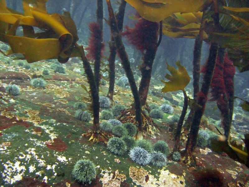 Undervannsbilde av tarestilker og kåkreboller