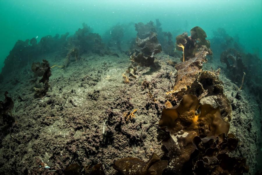 Undervannsbilde av taresko som er delvis dekket av slam