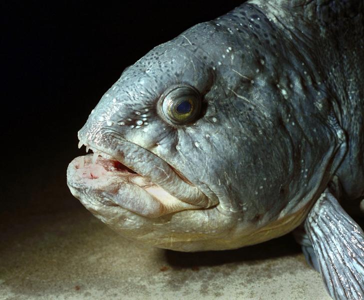 Nærbilde av hodet til en gråsteinbit