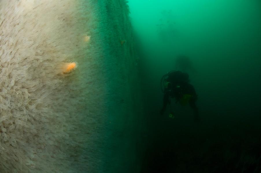 Undervannsbilde av dykker som svømmer langs en vegg. Uklart grønlig vann.