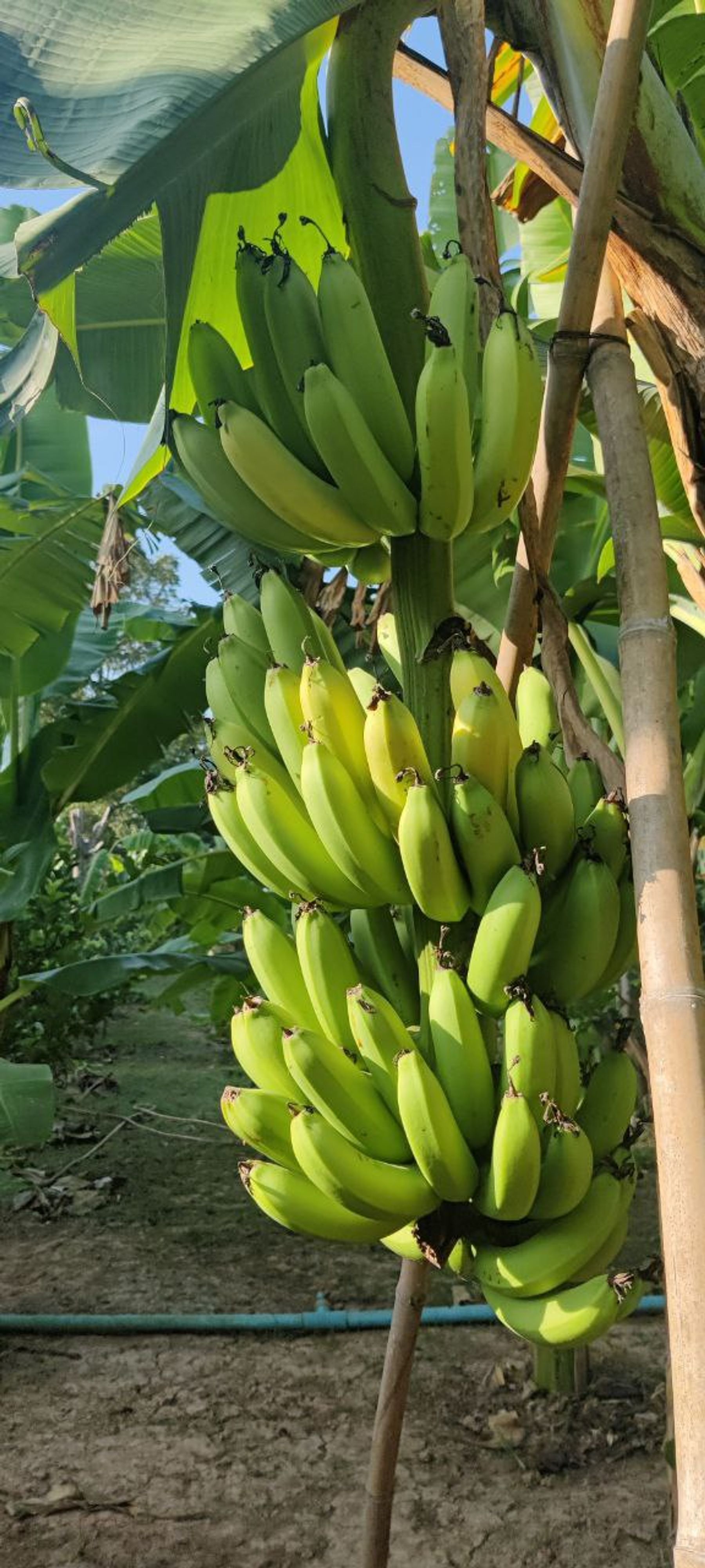 banana