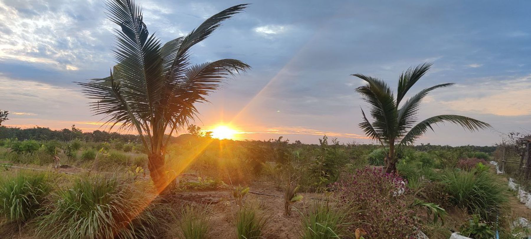 Green fields and farm life at Agrotourism Battambang