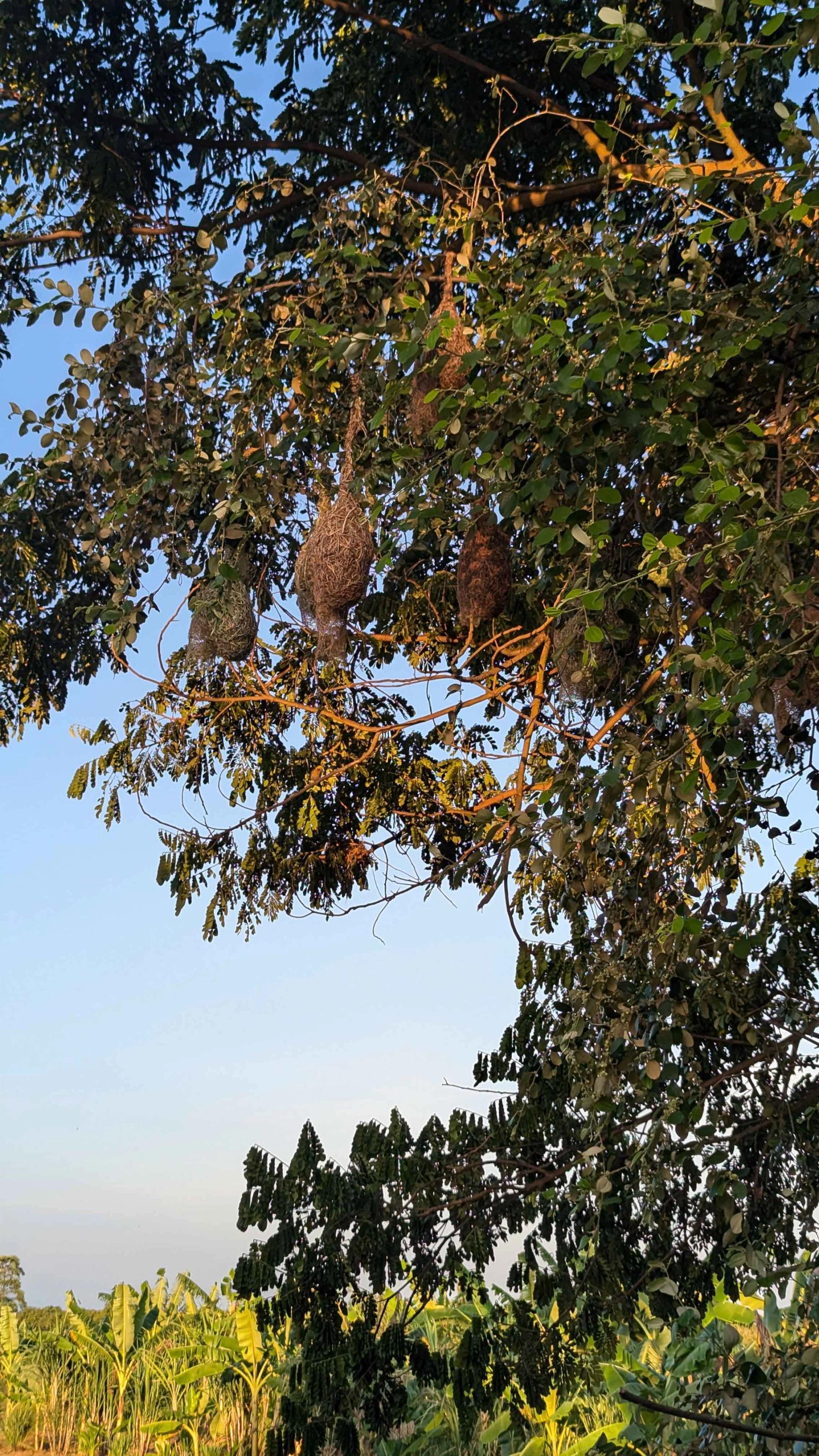 BIRD NEST
