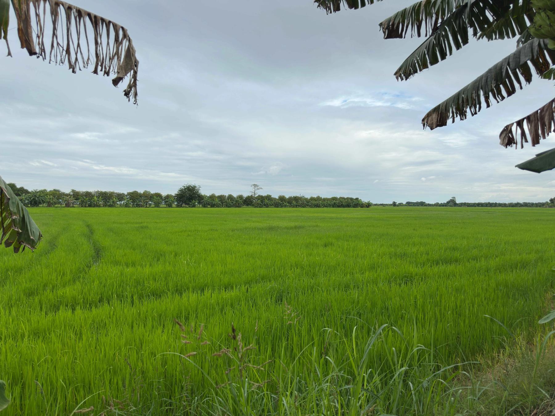 Golden rice fields and trees at Agrotourism Battambang