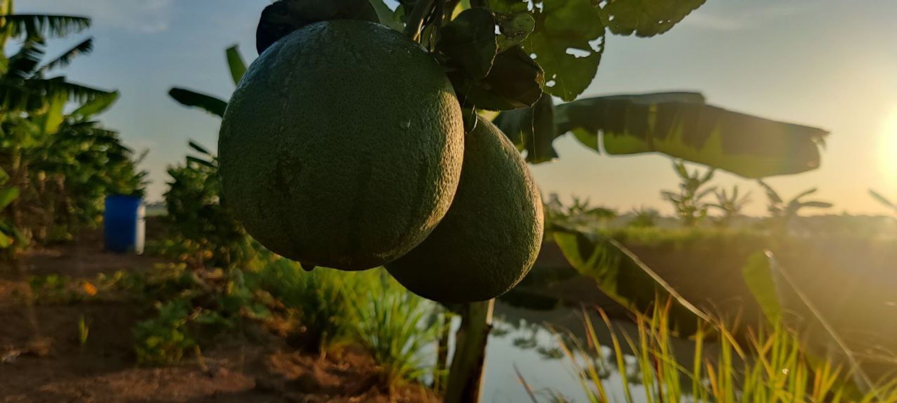 Fresh farm produce and activities at Agrotourism Battambang