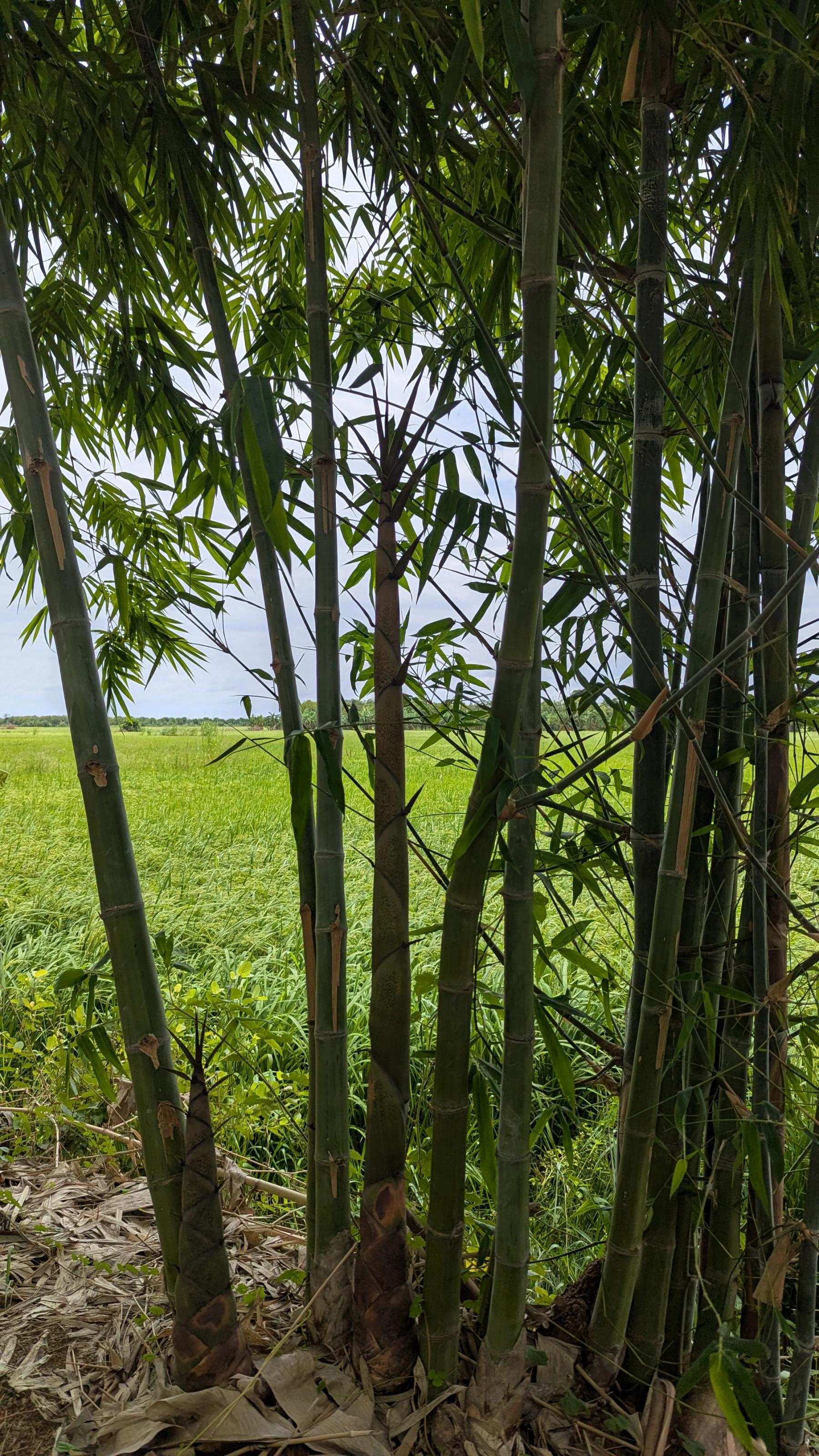 bamboo