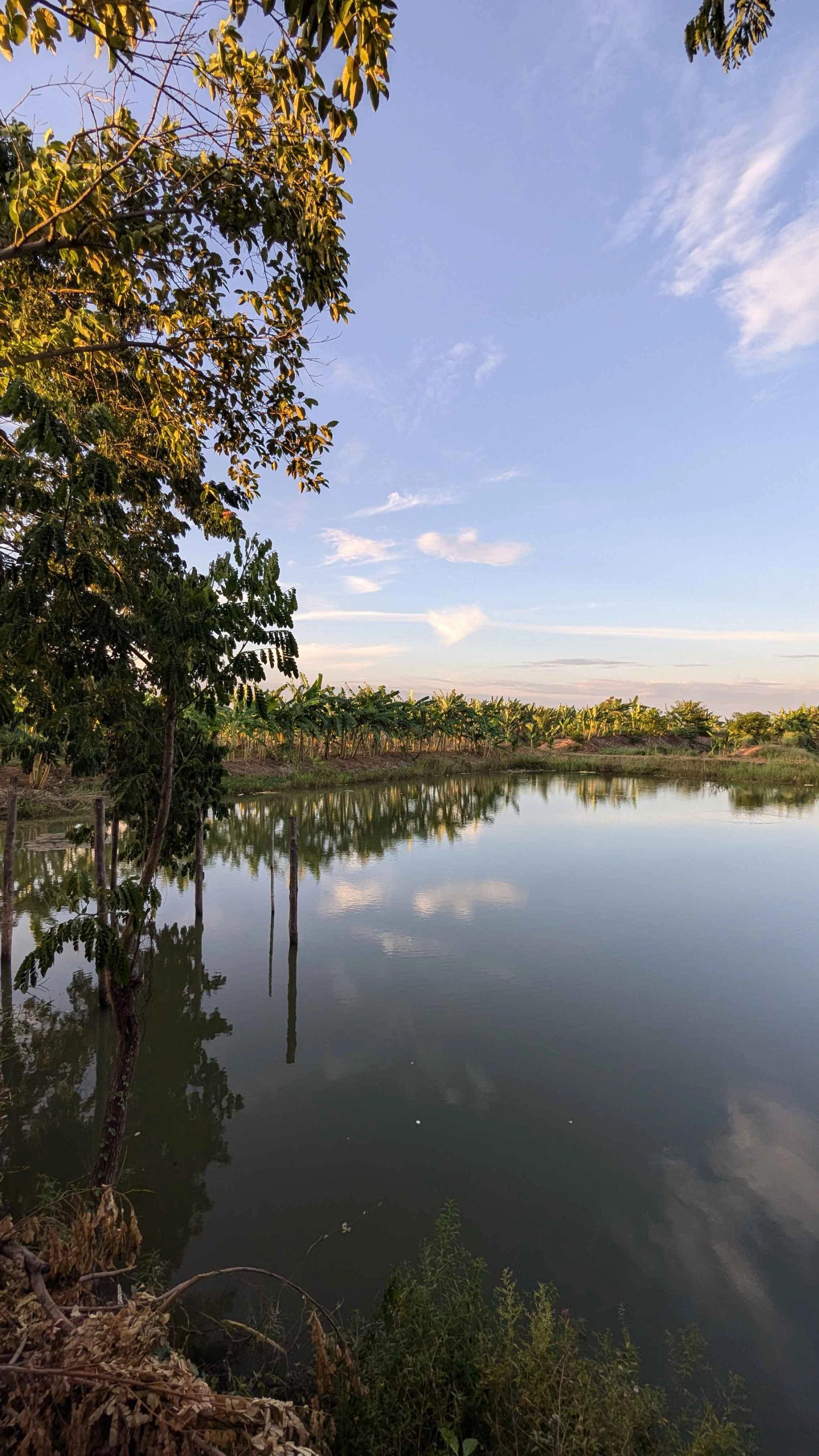 POND VIEW