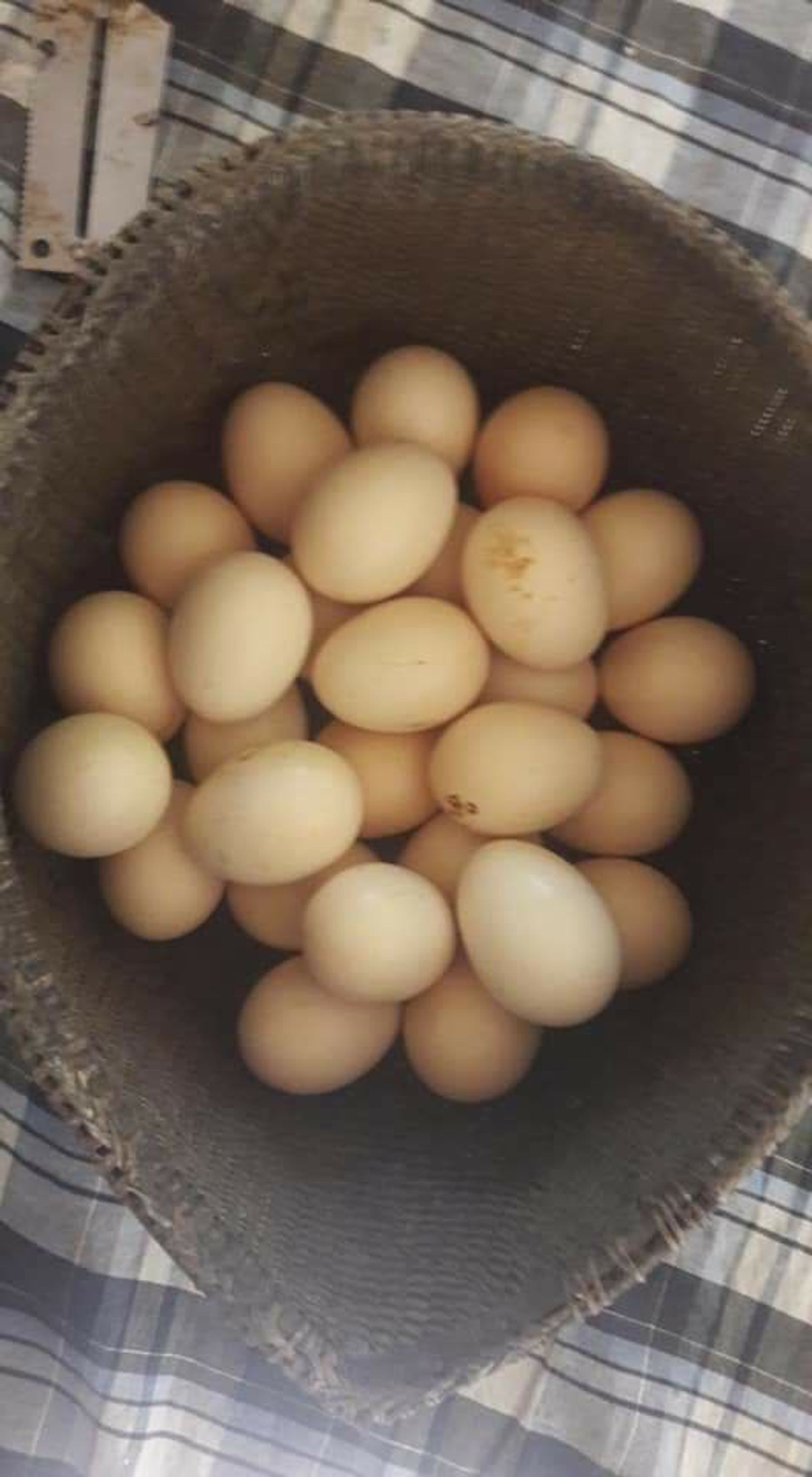 organic eggs