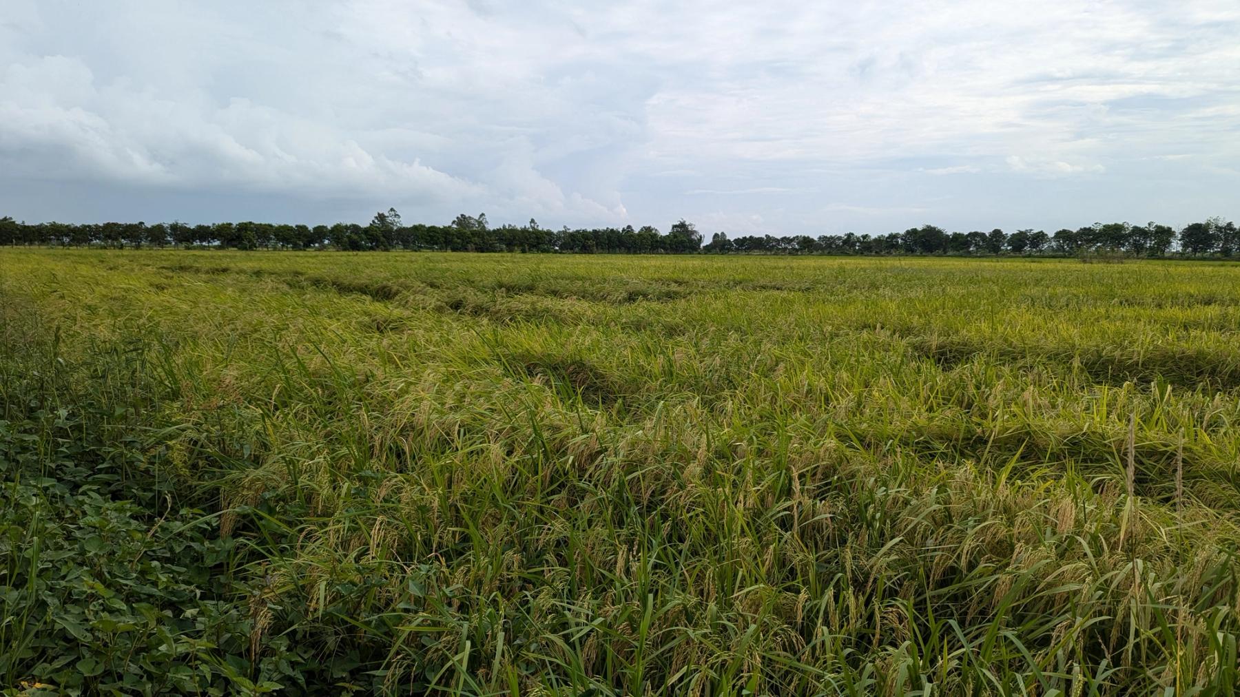 Spend a day with the farm