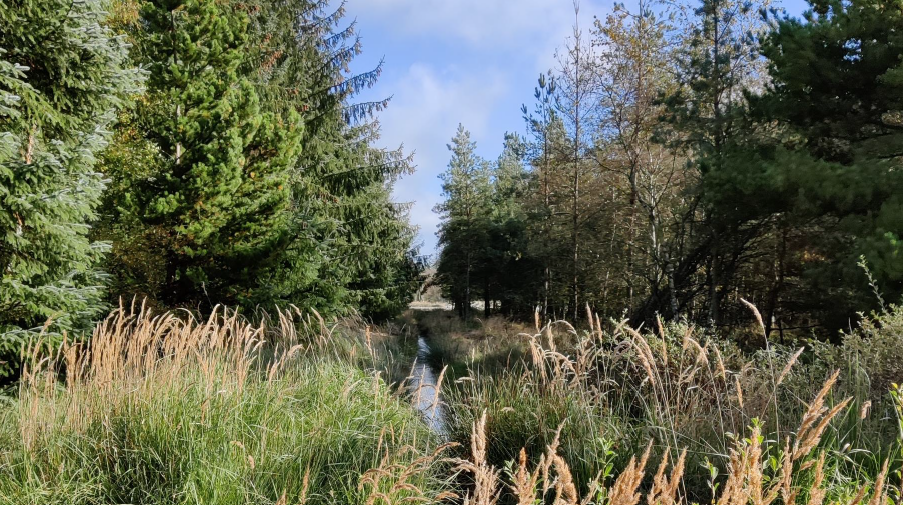 Hydrologisk forundersøgelse, monitering og detailprojektering i Naturnationalpark Tranum