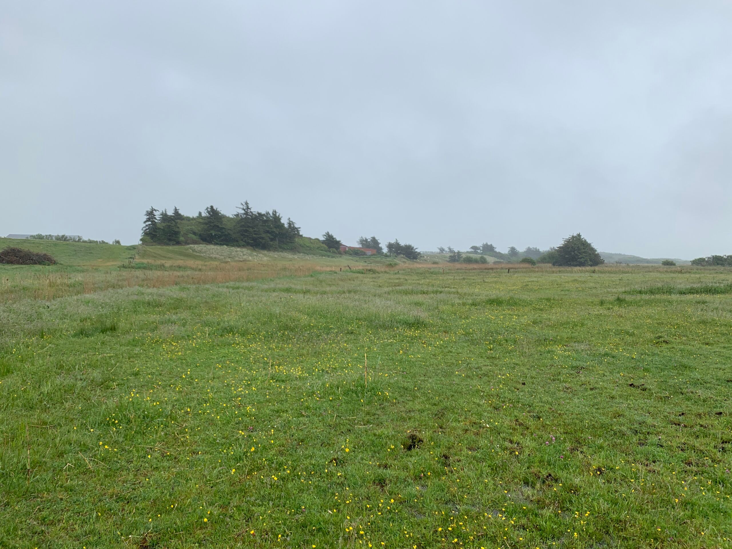 Hydrologisk forundersøgelse og detailprojekt ved Lodbjergvej i Nationalpark Thy