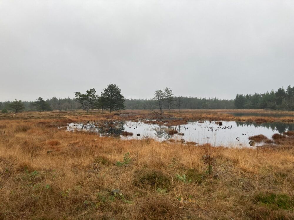 Hydrologisk forundersøgelse i Naturnationalpark Husby Klitplantage