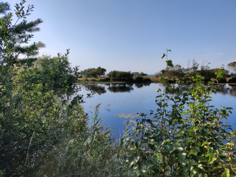 Hydrologisk forundersøgelse i Naturnationalpark Læsø Klitplantage