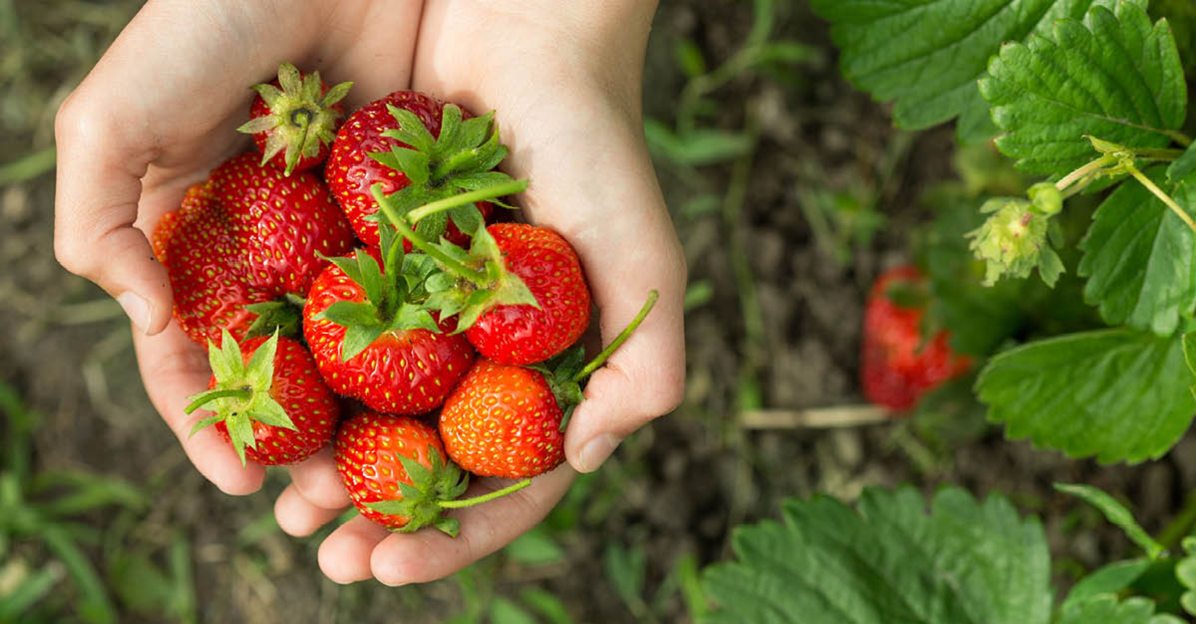 Förvara jordgubbar – tips från Linas Matkasse