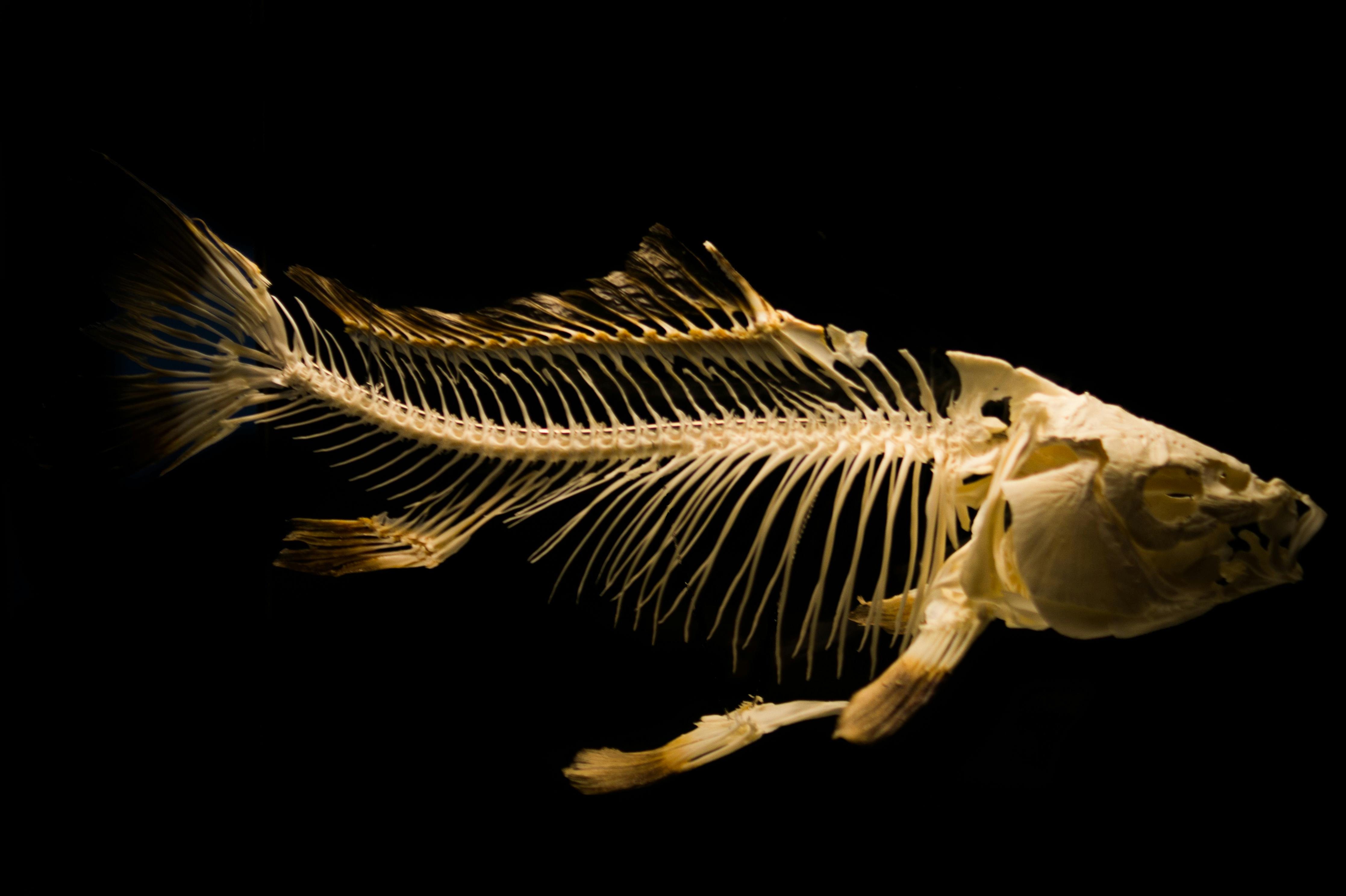 Image for "When Dinner Bites Back: What to Do When a Fish Bone Gets Stuck in Your Throat"