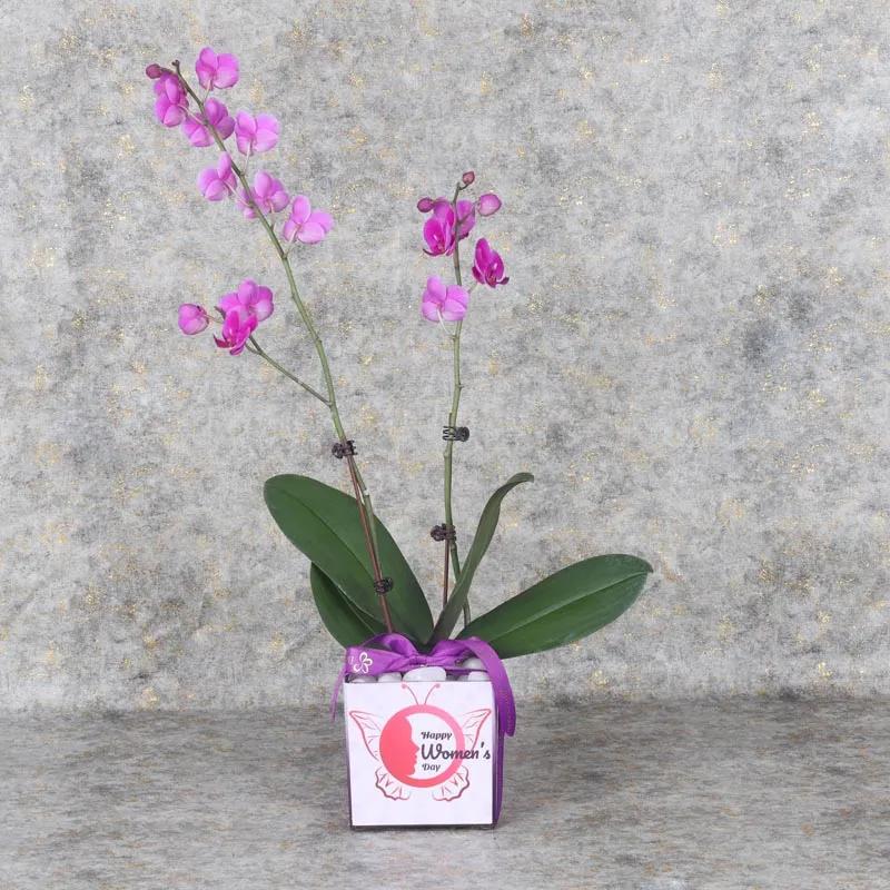 womens-day-2-stem-purple-mini-orchid-plant_1.webp