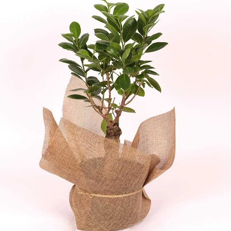 Ficus Ginseng Bonsai Plant thumbnail 2