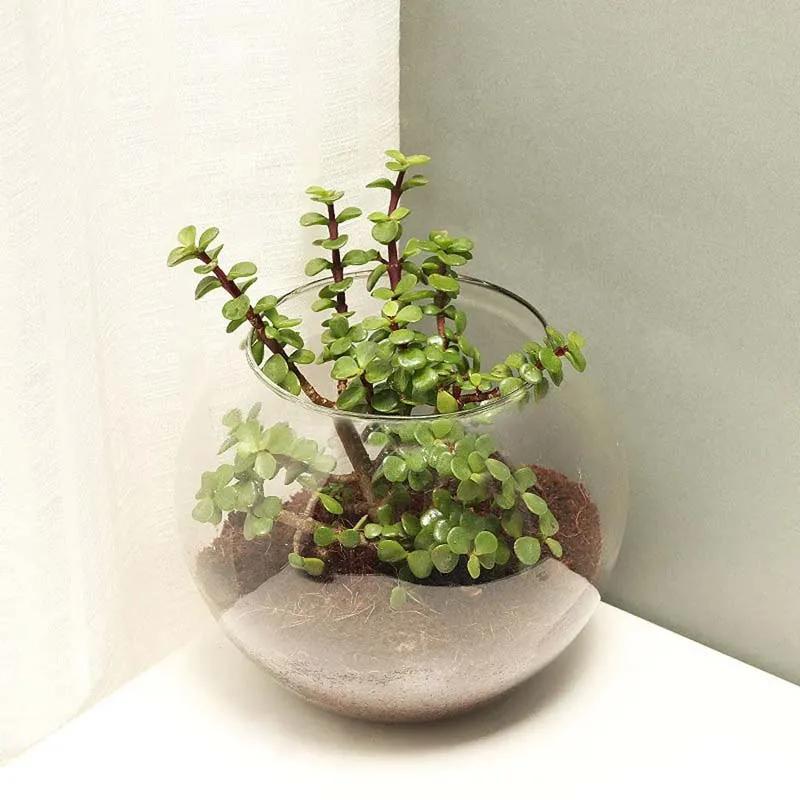Jade Plant in Fish Bowl thumbnail 3