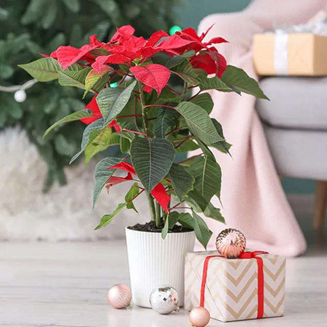 Red Poinsettia Plant and Sweecho Chocolates - Chocolates gift from Buy Any Flowers Dubai in Al Quoz Industrial Area 4, Dubai, UAE