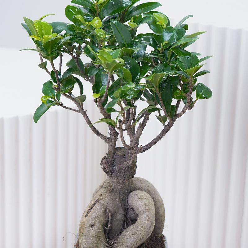 For My Fellow Bonsai Plant in Box - Plants gift from Buy Any Flowers Dubai in Al Quoz Industrial Area 4, Dubai, UAE - image 2